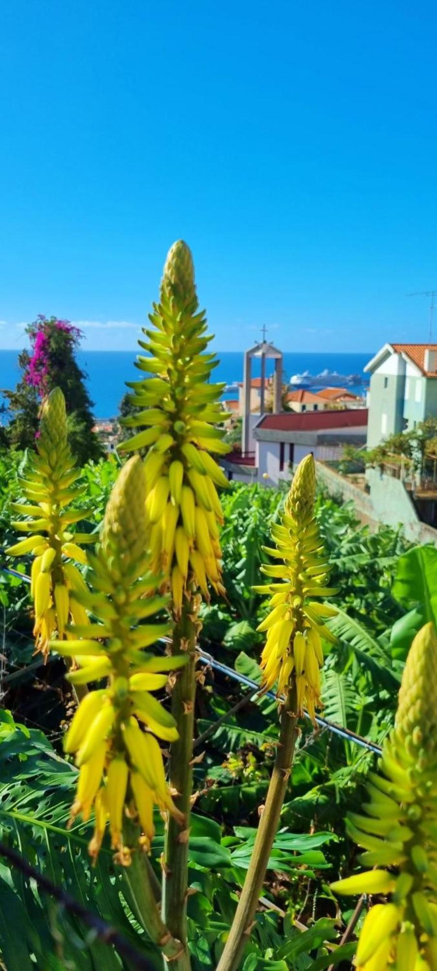 Villa Catanho Funchal  Exterior foto